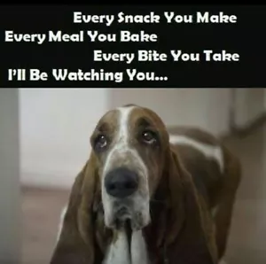 Funny Basset Hound refrigerator magnet 3 1/2x 4 1/2 " Made in USA - Picture 1 of 1