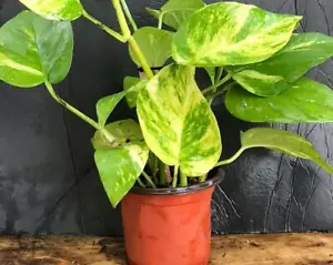 GOLDEN POTHOS INDOOR/OUTDOOR LIVE PLANT 5 rooted cuttings (4"-6") FREE SHIPPING! - Picture 1 of 4