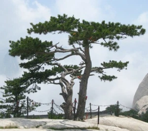 SAMEN CHINESISCHE KIEFER China-Bonsai-Kiefer Garten exotische Pflanzen gute Same - Bild 1 von 1