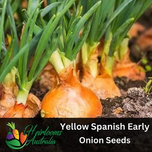 Onion 'Yellow Spanish Early' 150+ seeds HEIRLOOM vegetable garden AUTUMN WINTER - Picture 1 of 1