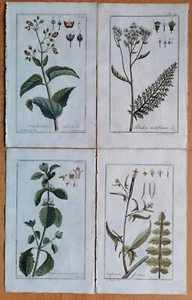 Achillea Marrubium etc. - Medicinal Plants 4 Botanical Prints by Zorn - 1796 - Picture 1 of 1