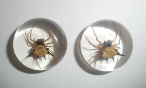 Insect Cabochon Spiny Spider Specimen Round 25 mm Clear 2 pieces Lot - Picture 1 of 11