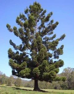 HOOP PINE – ARAUCARIA CUNNINGHAMII – STATELY FOREST GIANT - Picture 1 of 5