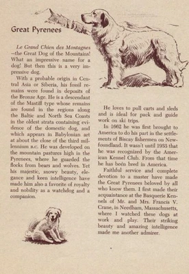 Grandes Pirineos - PERSONALIZADO MATE - Impresión de arte de perro antiguo vintage - 1954 M. Dennis Foto 1 de 3