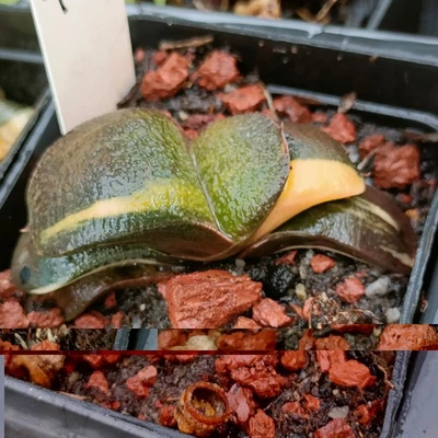 Gasteria armstrongii Variegated rare Succulent plant  - Image 1 of 4