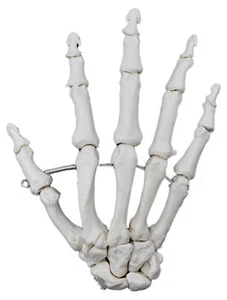 Hand Bones, Articulated - R - Anatomically Accurate Human Bone Replica - hBARSCI - Picture 1 of 1