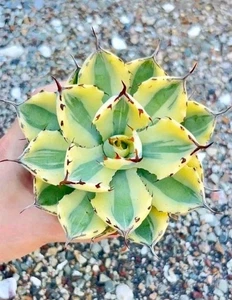 Agave Super Crown Variegated 10cm diameter nice Succulent plant - Picture 1 of 4