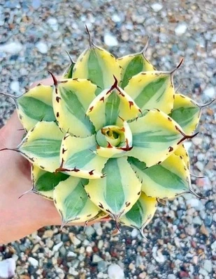 Agave Super Crown Variegated 10cm diameter nice Succulent plant - Image 1 of 4