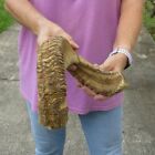 23 inch Sheep horn for horn carving taxidermy to make shofar #44262