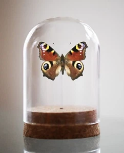 Peacock Aglais io, Bell Jar, Real butterfly, real insect - Picture 1 of 1