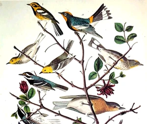John James Audubon Birds WARBLERS Vintage Art Print Book Plate 186 - Picture 1 of 4