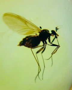 Cretaceous Fossil Burmese amber burmite mosquito insect amber Fossil Myanmar - Picture 1 of 4