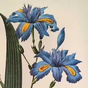 Piatto libro stampa arte botanica P. J. Redoute fiori Iris Fumbriata 58 - Foto 1 di 3