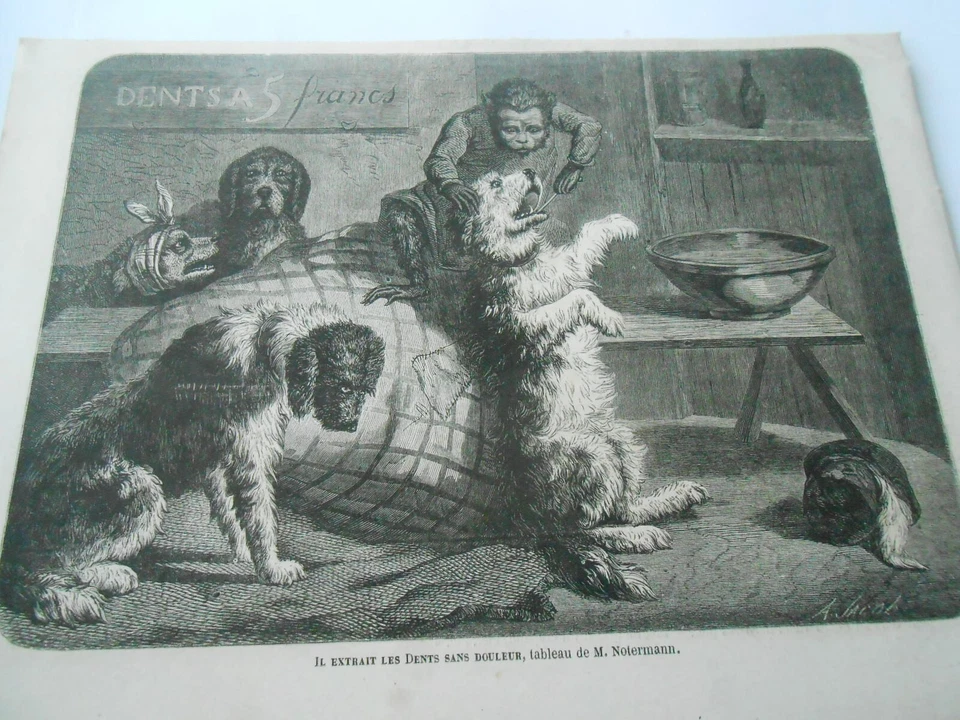 Gravure 1863 - Le Singe Dentiste Il extrait les dents sans douleur - Photo 1/1