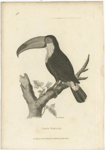 Antiker Vogeldruck des Toco Toucan - Bild 1 von 1