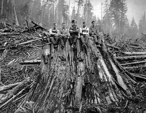 1925 Loggers Sitting On Cedar Stump, WA Old Photo 8.5 X 11 Art Print - Picture 1 of 1