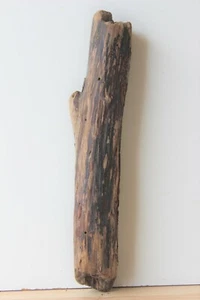 Treibholz Schwemmholz  Driftwood 1 Stamm Terrarium Dekoration Garten 48 cm  - Bild 1 von 12