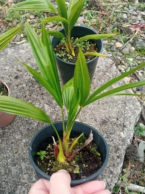 Trachycarpus Fortunei Hardy Palm tree 4 years old  - Image 1 of 4
