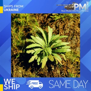 Model Scene VG3-035 1/32-1/48 Asian Fern Diorama upgrade accessories - Picture 1 of 2