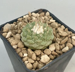 STROMBOCACTUS DISCIFORMIS Vaso 7 Da Seme Raro Grigio/Verde Fiori Bianchi - Imagen 1 de 3