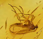 Detailed Sciaridae (Fungus Gnat), Fossil Inclusion in Baltic Amber