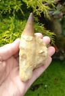 Fossil Mosasaur Tooth with root in Original matrix Cretaceous age fossils 