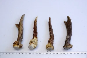  4 schöne Geweihstangen Rehstange Deko Tischdeko Floristik      117 g - Bild 1 von 2