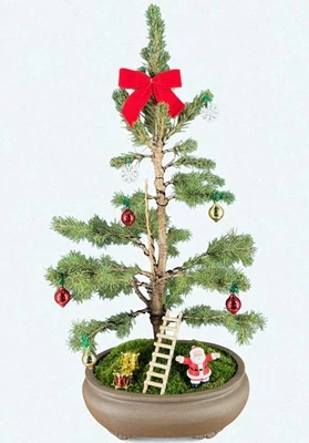 Dwarf Alberta Spruce Bonsai Tree With Holiday Decorations 25"H Outdoor Evergreen - Image 1 of 4