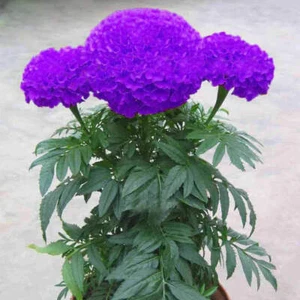 120 Purple Marigold Seeds Tagetes Garden Flowers - Picture 1 of 1