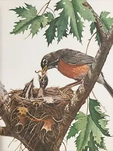 Don Balke "ROBINS" (Plate 4--No. American - 1974) Ed. 950 NIF 18" X 14" - Picture 1 of 7