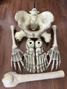 12' Home depot Skeleton replacement parts Foot Femurs Pelvis arm hand - Picture 1 of 8