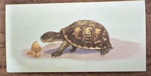 Vintage - 1962 - Gelles Widmer - Reptile CARD -7. Eastern Box Turtle - Picture 1 of 2
