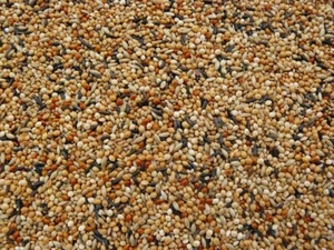 Exotenfutter TOP 25 kg Vogelfutter Zebrafinken Prachtfinken Premiumfutter - Bild 1 von 1