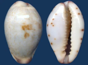 Shell Cypraea gracilis macula Seashell - Imagen 1 de 2
