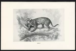 Ocelot, illustrazione animale da gioco americano, stampa caccia 1898 - Foto 1 di 3