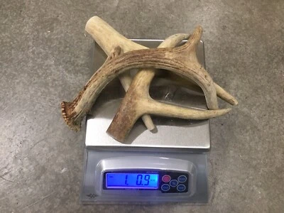 1 Pound Cheap Chews Deer & Elk Antler Dog Chew Mix-M/L LOT Bulk Fork Large SALE - Image 1 of 4