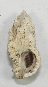 MUREX OBELISCUS 22.98mm BEAUTIFUL RARE SPECIMEN Gobernadora Is., Pacific Panama - Picture 1 of 2