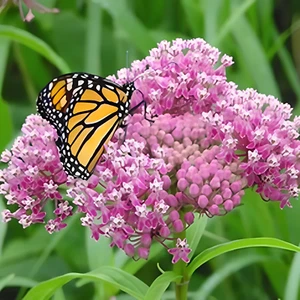 80 SWAMP ROSE MILKWEED Seeds Native Wildflower Patio Container Flower Garden - Picture 1 of 1