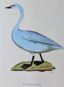 Scelta dell'acquirente - Stampe Griffith Bird. Bellissimi colori su carta giclée - Foto 1 di 39