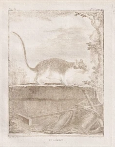 Dormouse durmiente de jardín ratón animales bistre grabado grabado en cobre Buffon 1780 - Imagen 1 de 1