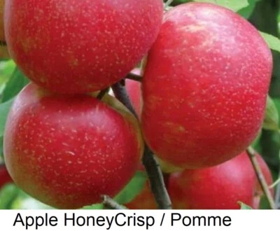 Seed Apple HoneyCrisp HoneyCrunch Pomme Pommier Fruit Plant Bonsai Malus Seeds + - Image 1 of 4
