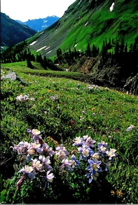 Postal Colorado Blue Columbine State Flower - Imagen 1 de 2