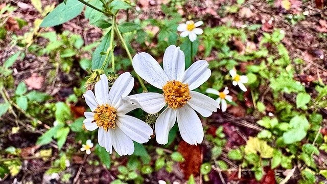 Flores de mendigo en el sendero De Soto Wiggins Mississippi EE. UU. Foto 1 de 1