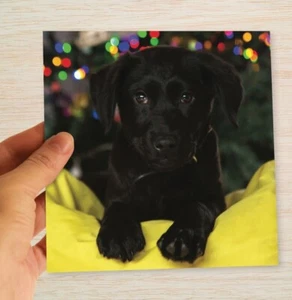 Black Labrador Christmas Cards & Packs Cute Black Lab Puppy Dog Xmas Cards - Picture 1 of 14