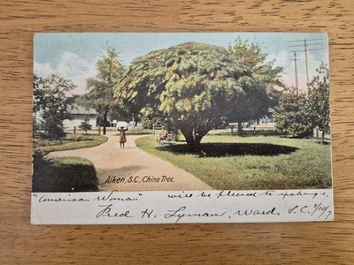 Aiken, SC.  China Tree - 1900s Postcard - Image 1 of 2