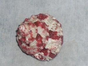 TROCHUS FERREIRAI WOOOOOOW - Imagen 1 de 2