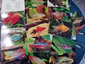 DDR Postkarten Aquarienfische 12 Stück in Sammelmappe - Bild 1 von 2