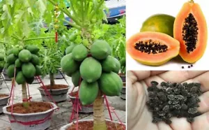 Papaya Seeds | Dwarf | 15+ fresh seeds | Same Day Dispatch - Picture 1 of 4