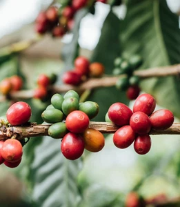 120+ SL28 Coffee Seedss (Coffea sp.) Coffee Bean - Picture 1 of 6