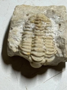 TRILOBIT FOSSIL AUF MATRIX - Bild 1 von 4